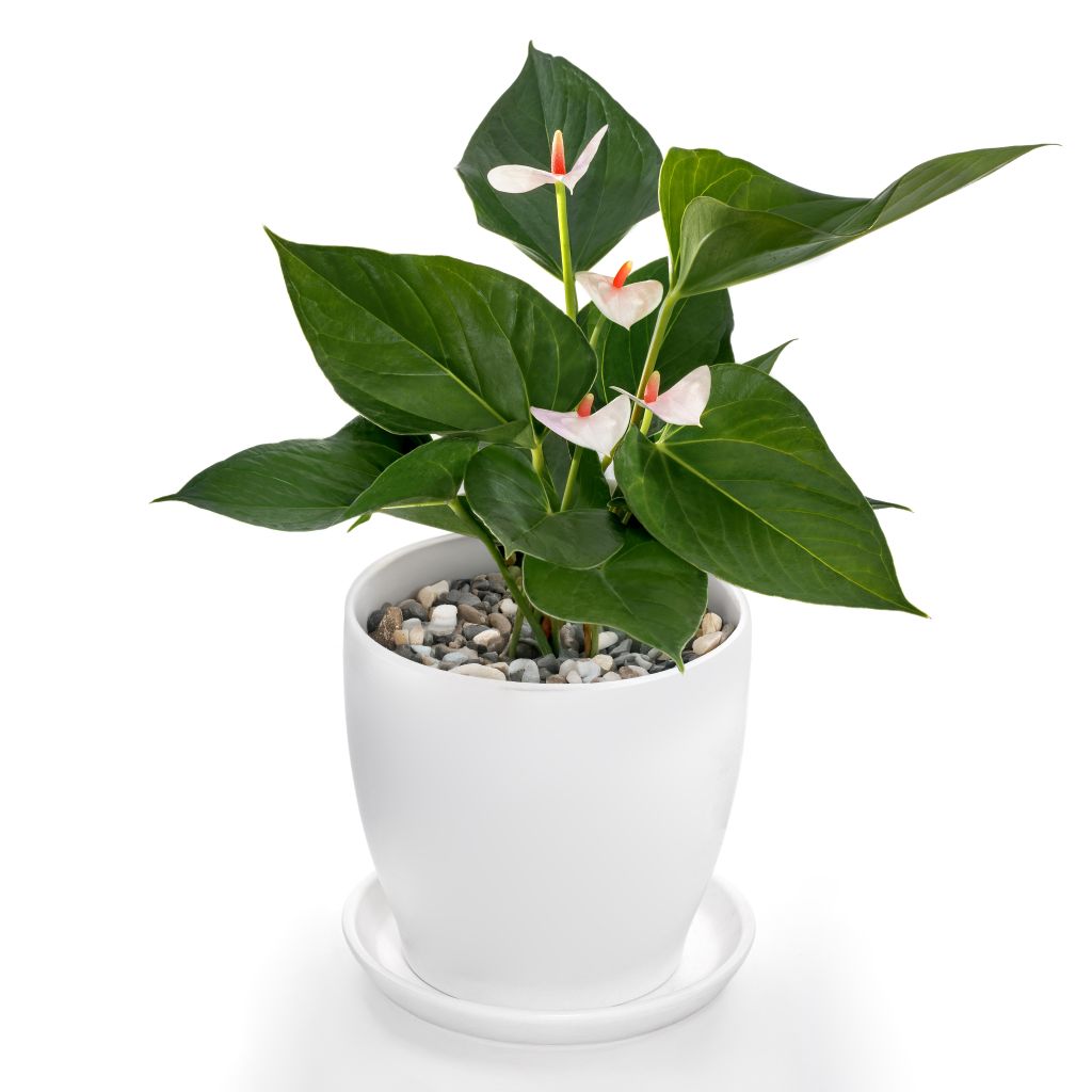 Anthurium Fresh Love Plant-myBageecha