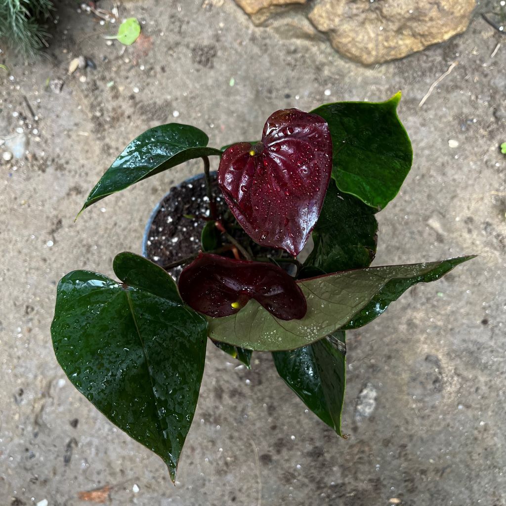Anthurium Chocolate Beauty plant with brown glossy flowers and dark green leaves