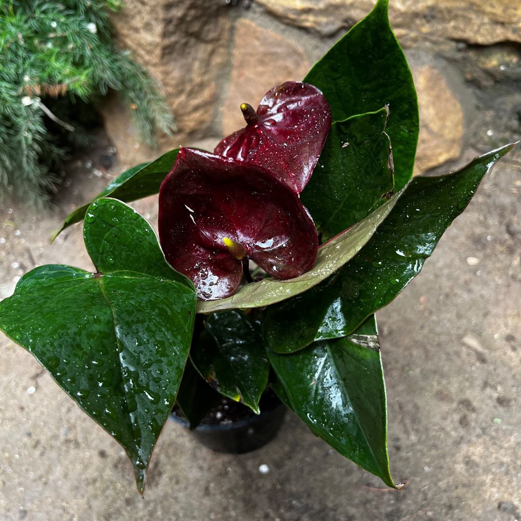 Close-up of Anthurium Chocolate Beauty spathe showing deep brown sheen and shiny foliage