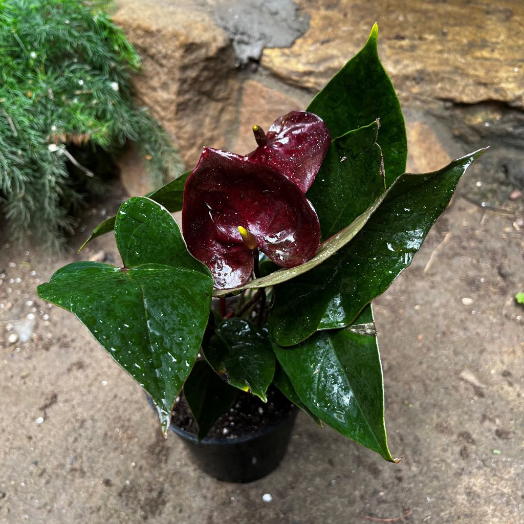 Anthurium Chocolate beauty Plant with pot shown how it is shipped from myBageecha
