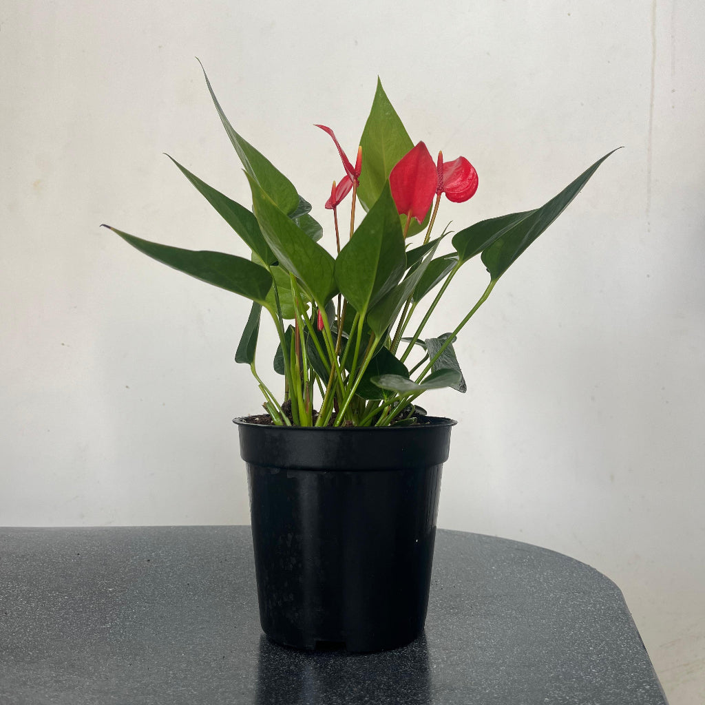 Anthurium Million Red Plant with pot shown how it is shipped from myBageecha