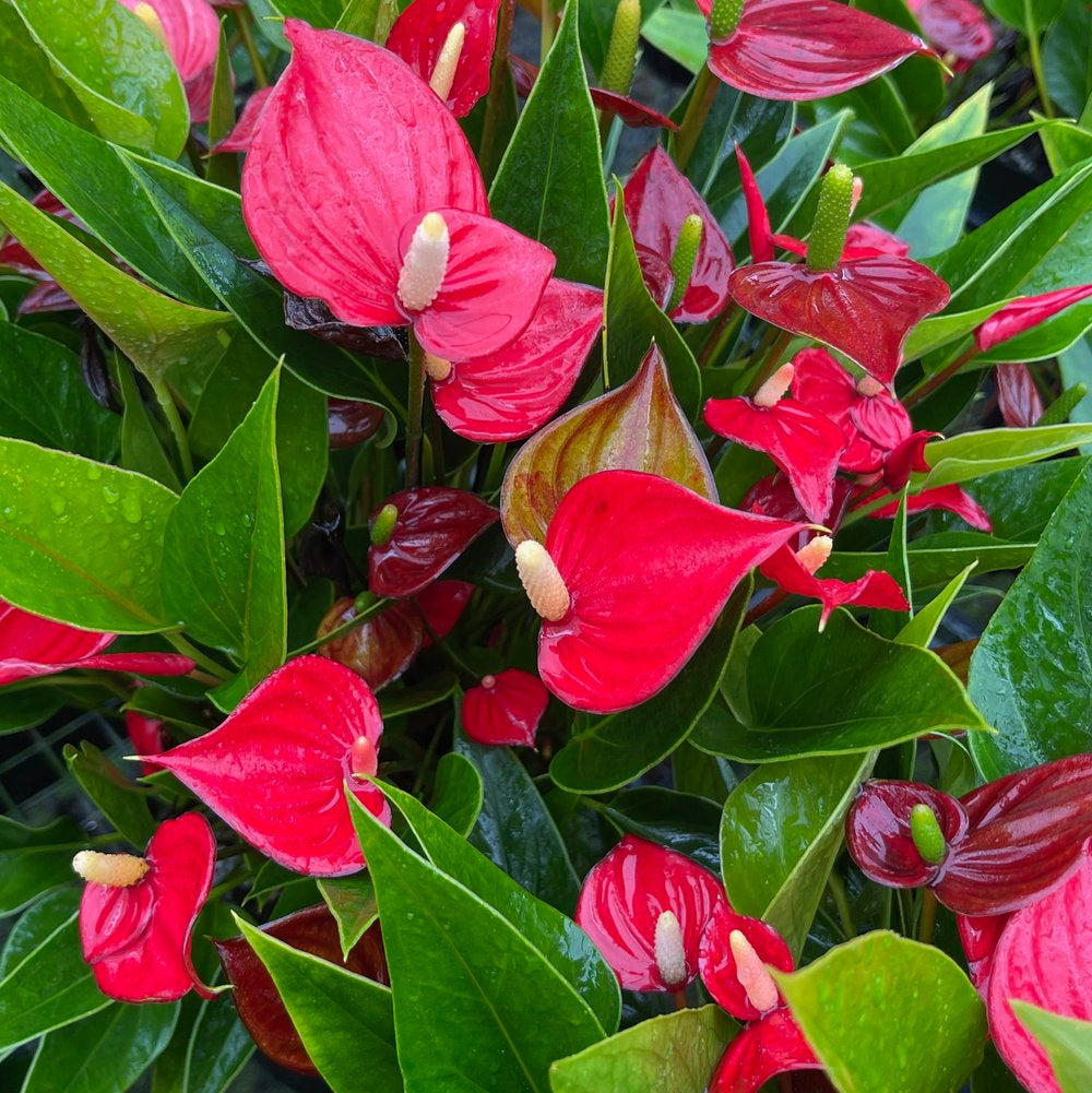 Anthurium Million Red plant with numerous red spathes and glossy green leaves