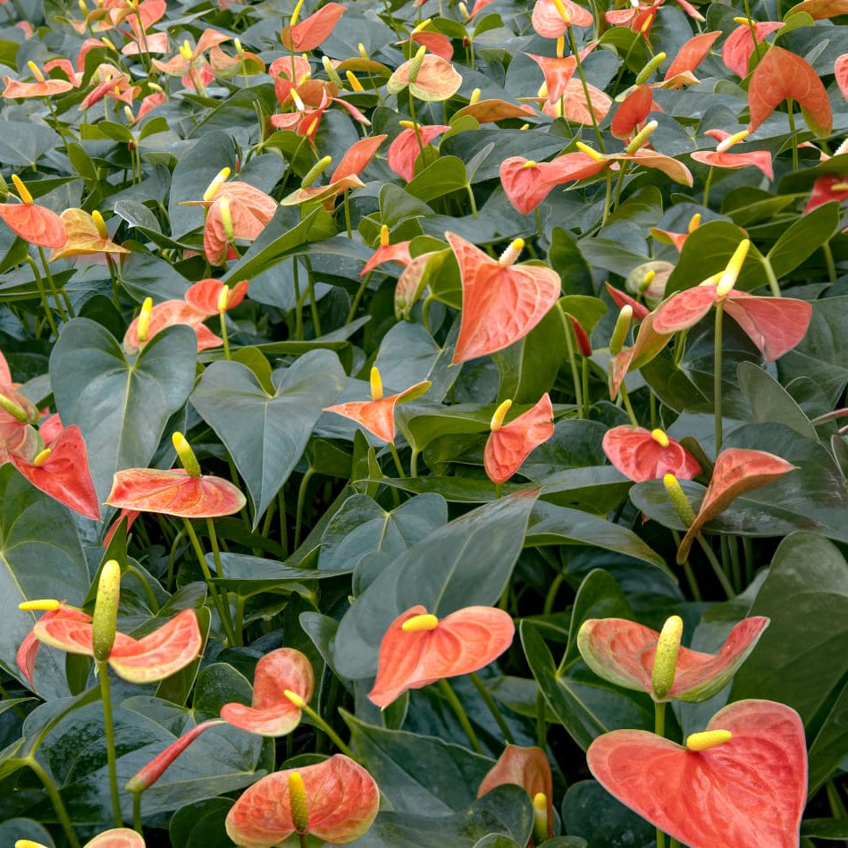 Anthurium Prince of Orange plant with vivid orange spathes and shiny green leaves