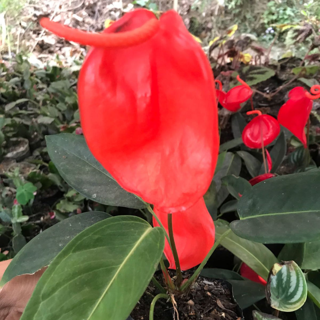 Anthurium scherzerianum plant with twisted red spathe and shiny green leaves