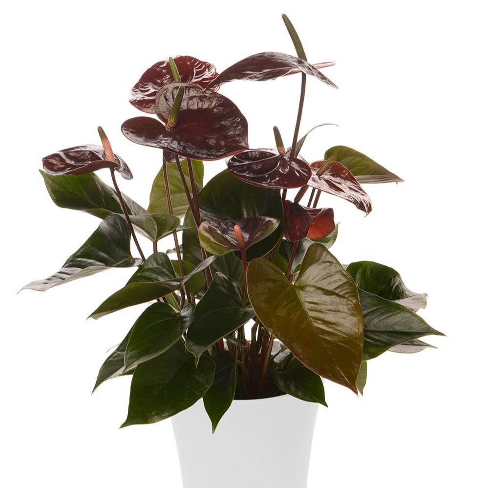 Anthurium Chocolate beauty Plant-myBageecha