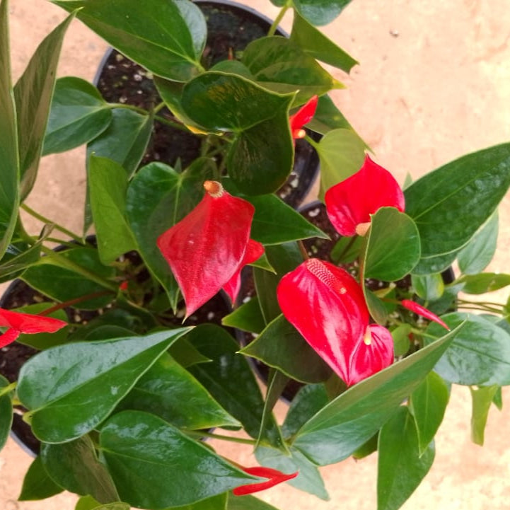 Close-up of Anthurium Deco Red flower showing glossy red heart-shaped spathe and green foliage