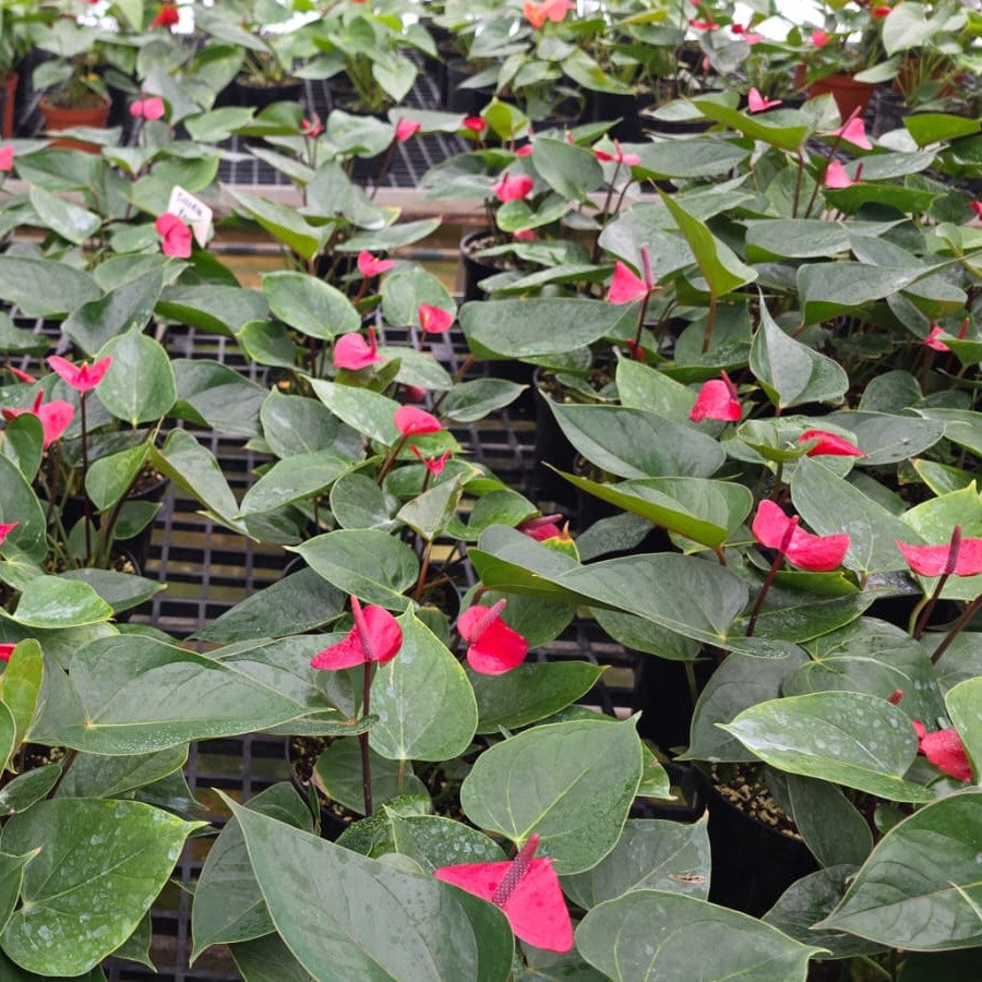 Anthurium Deco Red plant with bold red spathes and shiny green leaves