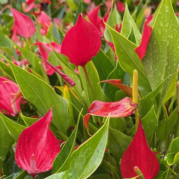 Close-up of Anthurium Million Red flowers showing vivid red colour and shiny texture
