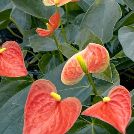 Close-up of Anthurium Prince of Orange flower showing rich orange tone and glossy foliage