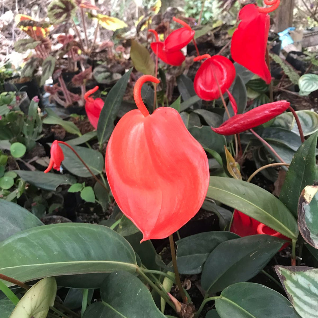 Close-up of Anthurium scherzerianum red flower showing spiral spadix and glossy foliage
