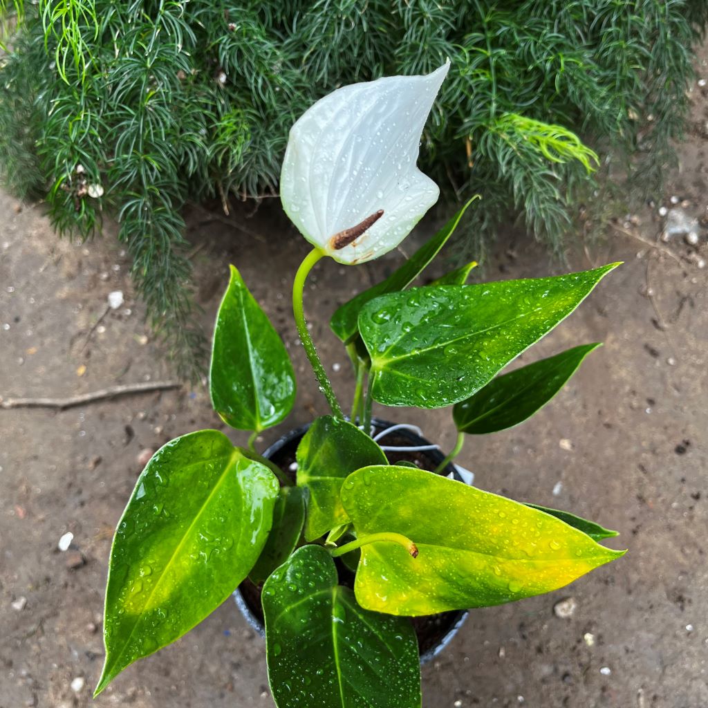 Anthurium Baby White plant with white glossy spathes and dark green leaves