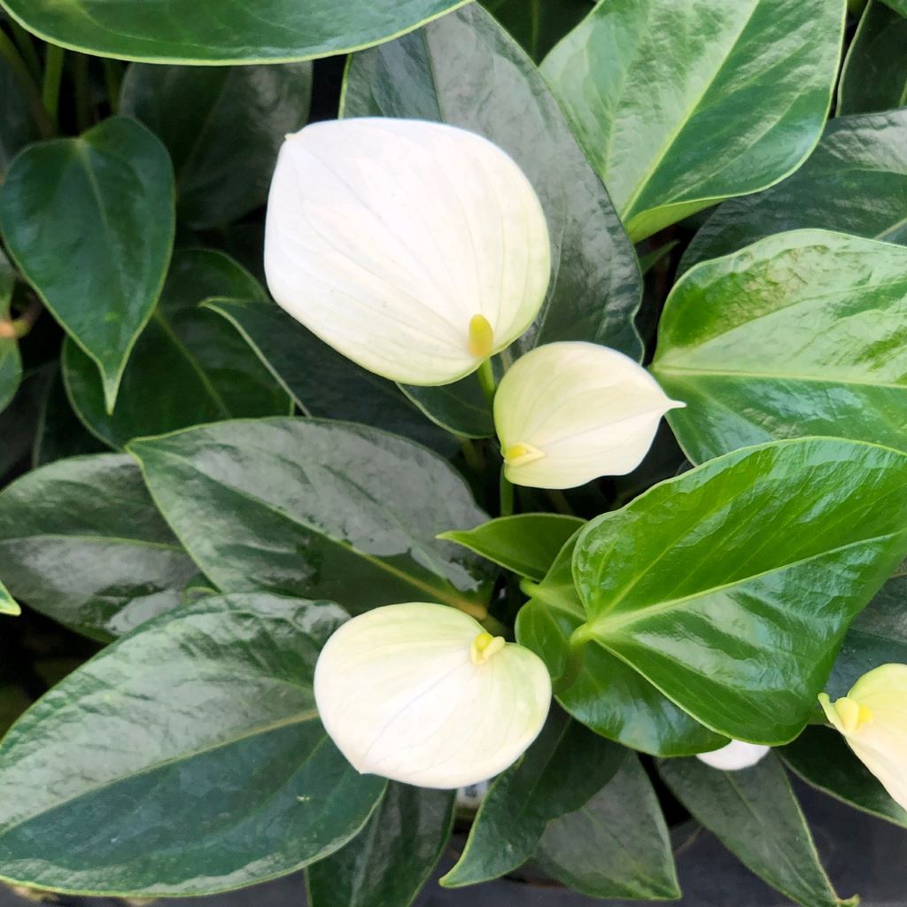Close-up of Anthurium Baby White flower showing smooth white petal-like spathe and green foliage