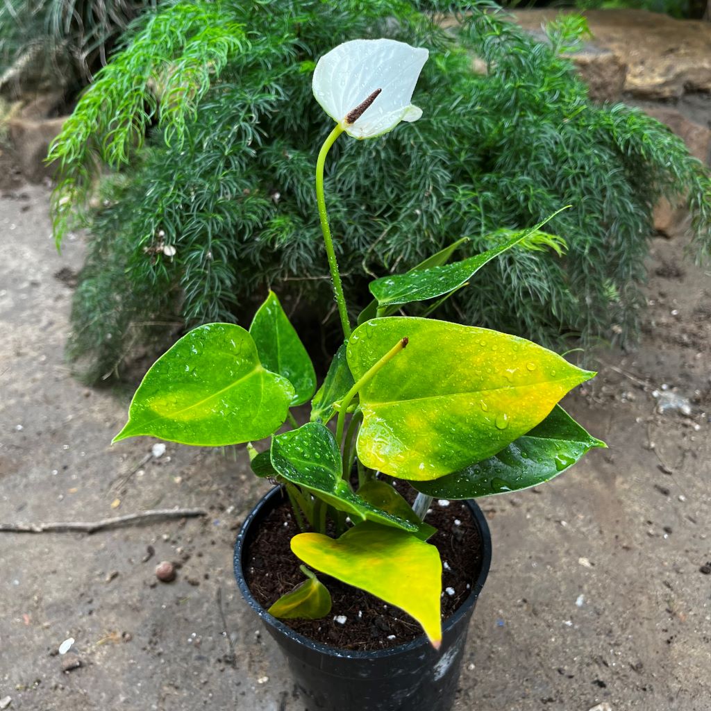 Anthurium Baby White Plant with pot shown how it is shipped from myBageecha