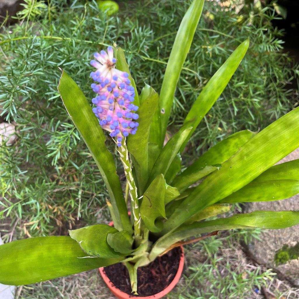 Aechmea gamosepala Plant - myBageecha