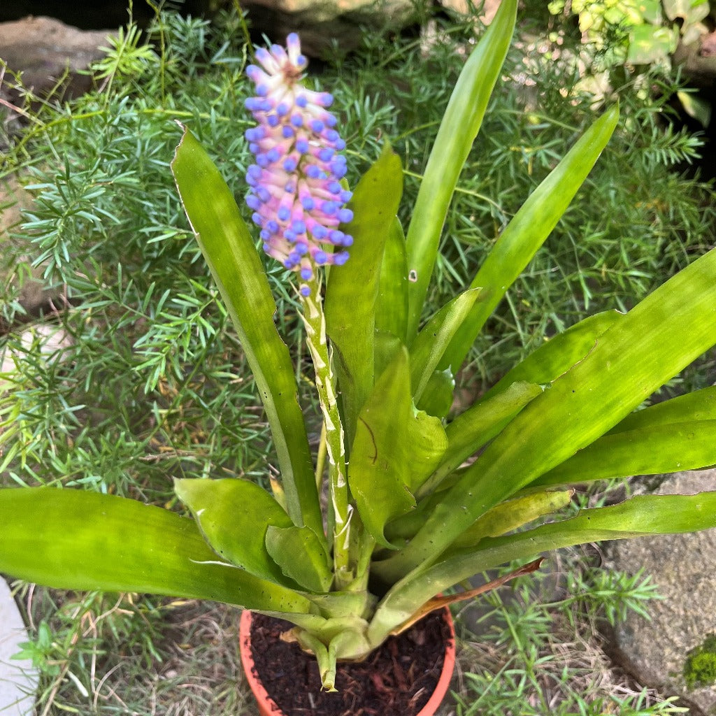 Aechmea gamosepala – Bromeliad foliage and form, image 3 of 4