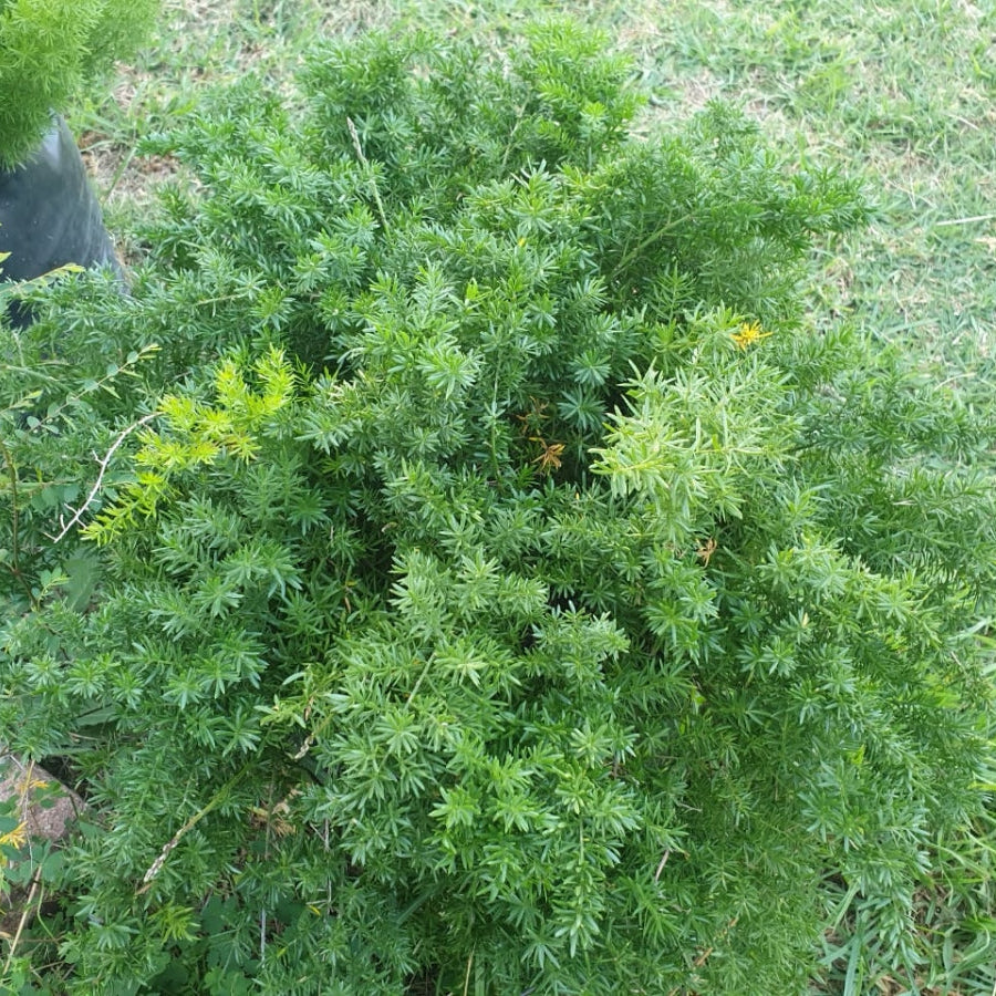 Asparagus Densiflorus 'Mazeppa' Fern-myBageecha