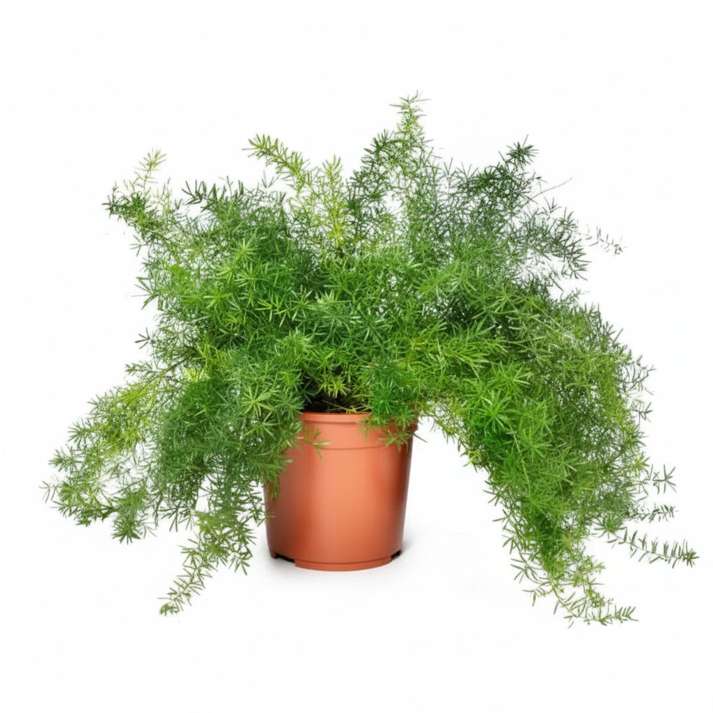 A potted Asparagus Densiflorus 'Mazeppa' Fern with delicate green foliage cascading over the edges of a terracotta-colored plastic pot, set against a plain white background.