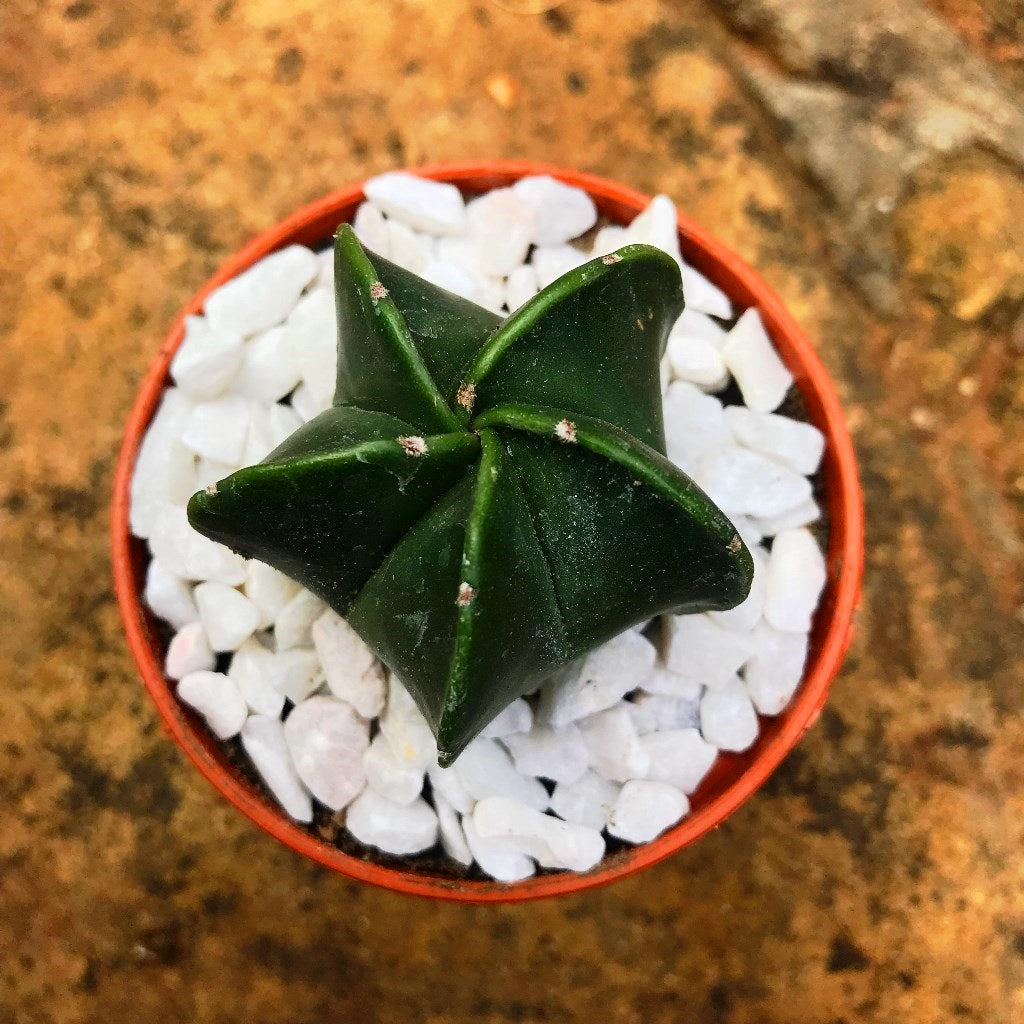 Astrophytum Myriostigma var. Nudum Bishops Miter Cactus Plant - myBageecha