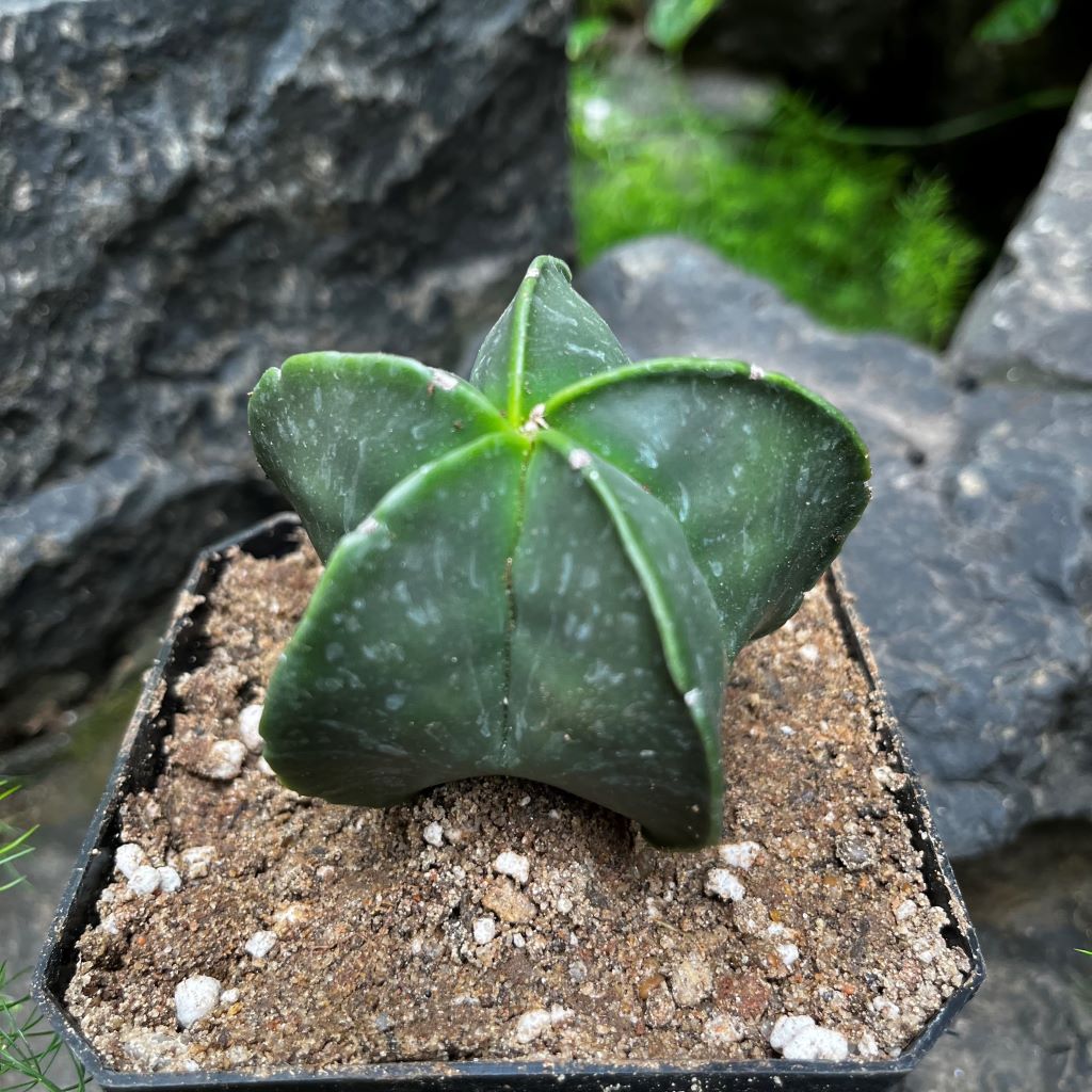 Astrophytum Myriostigma var. Nudum Bishops Miter Cactus Plant - myBageecha