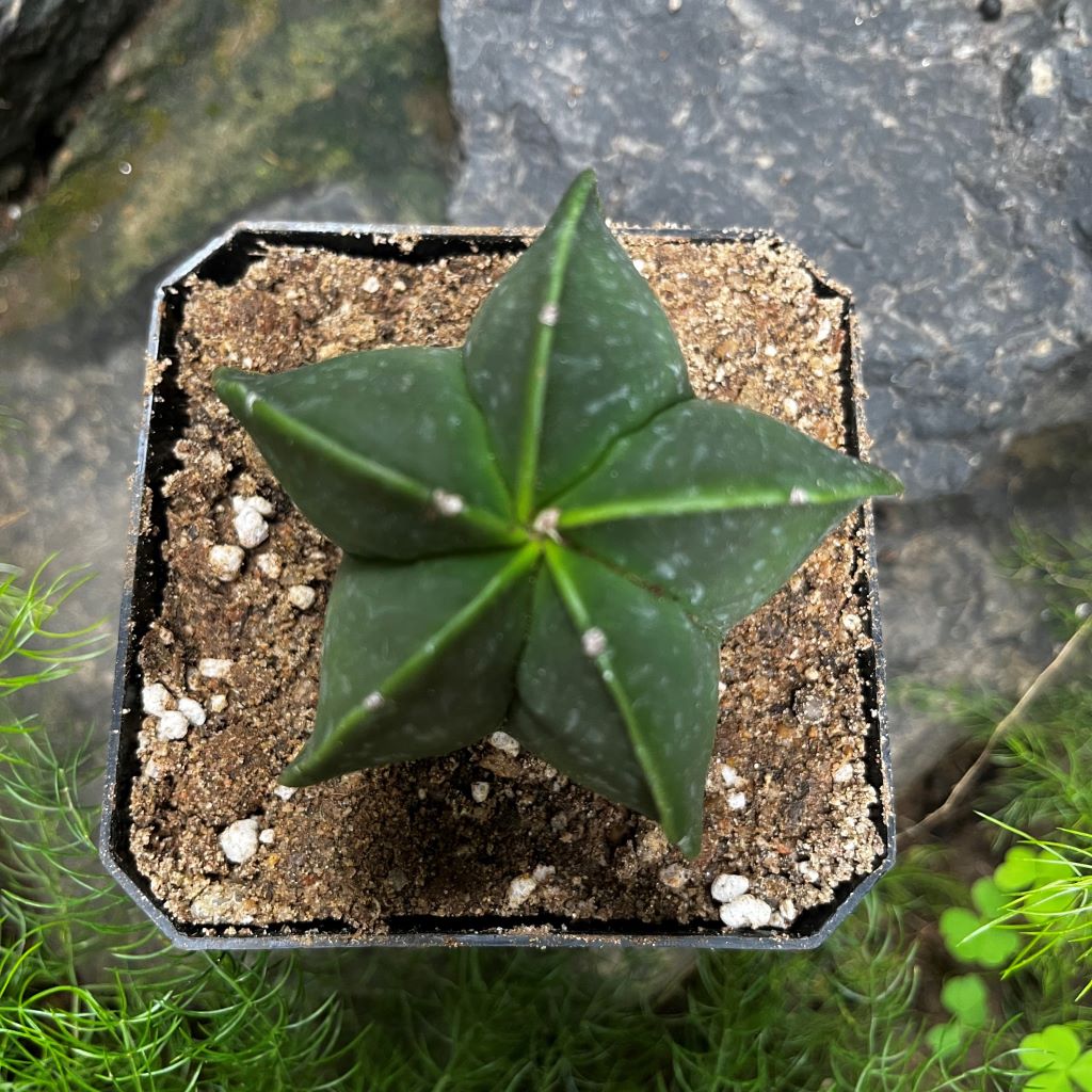 Astrophytum Myriostigma var. Nudum Bishops Miter Cactus Plant - myBageecha