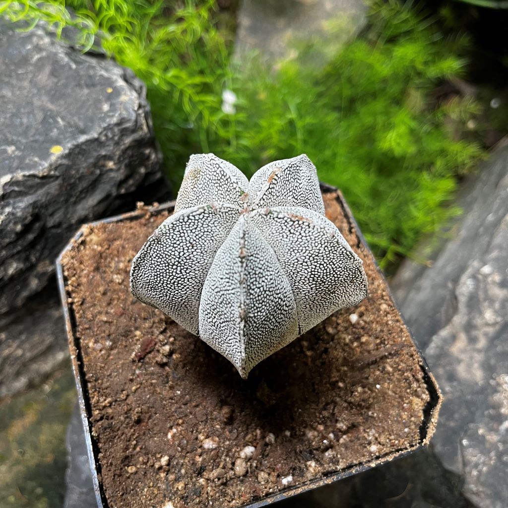 Astrophytum myriostigma cv. Onzuka Cactus Plant - myBageecha