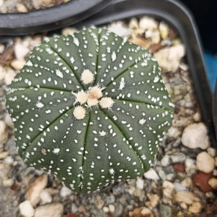 Astrophytum Asteria Sand Dollar-myBageecha