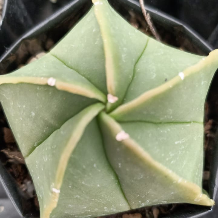 Astrophytum Myriostigma-myBageecha