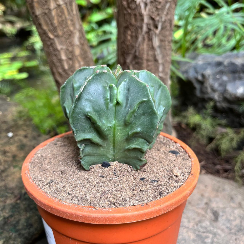Astrophytum nudam x fukuryu hybrid Cactus Plant-myBageecha
