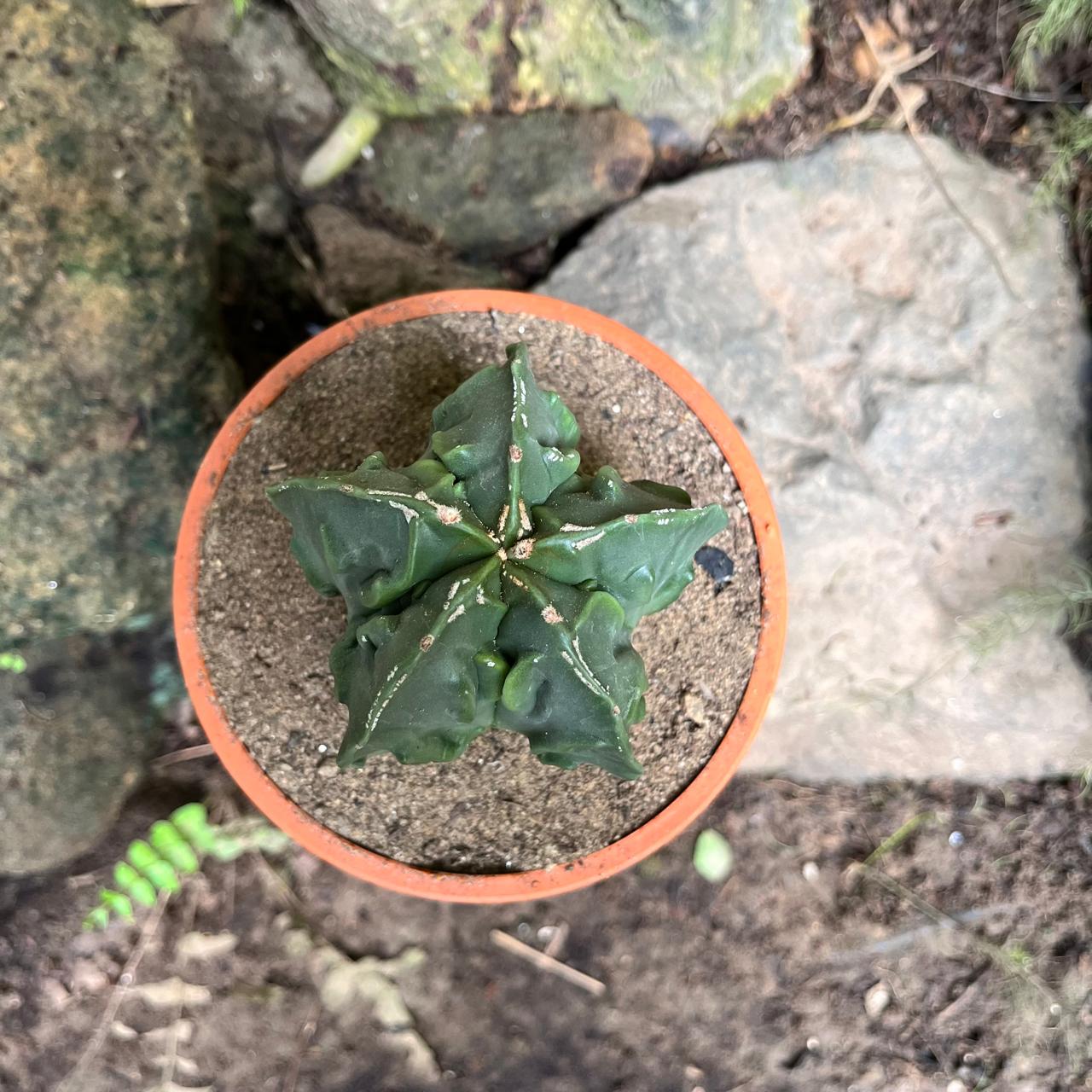 Astrophytum nudam x fukuryu hybrid Cactus Plant