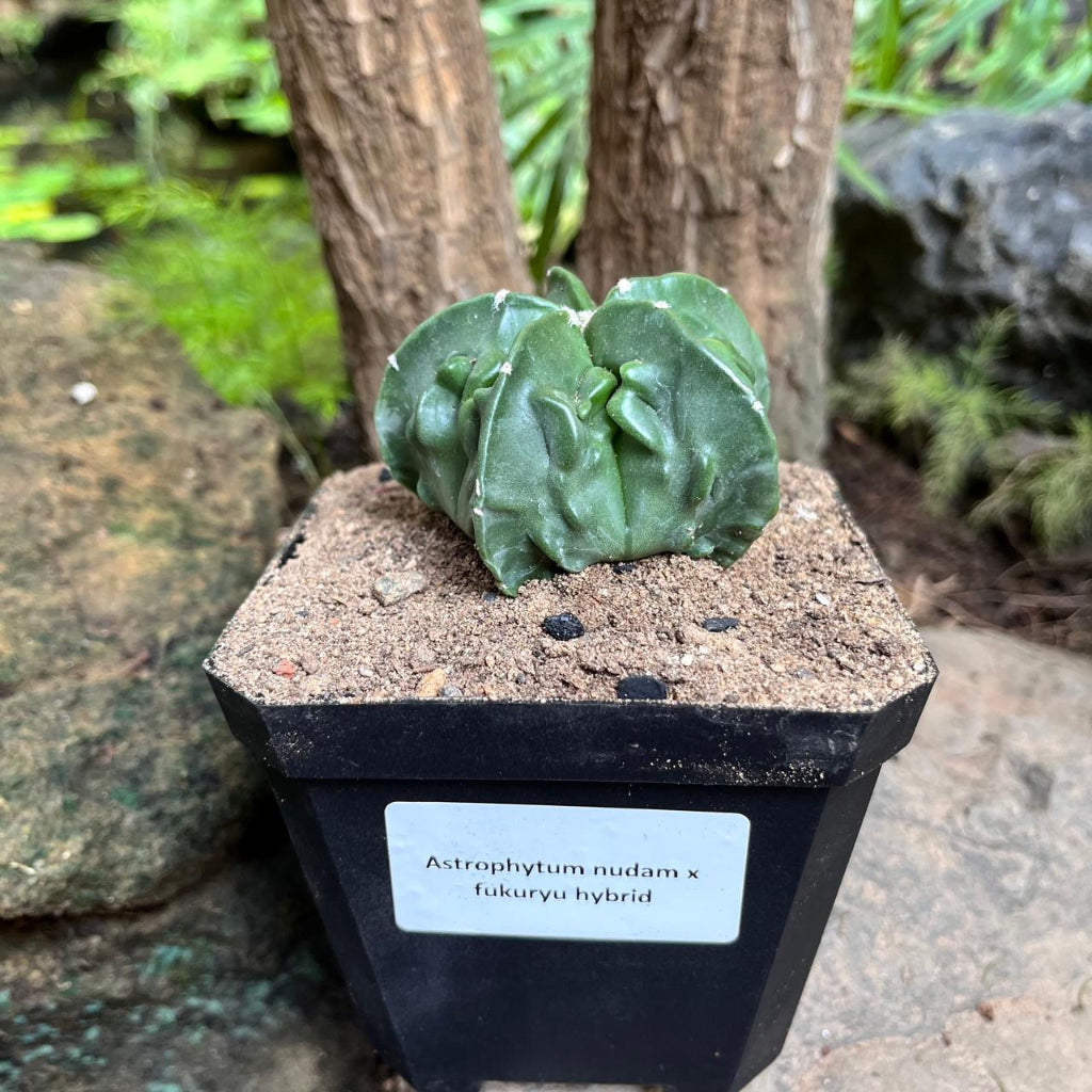 Astrophytum nudam x fukuryu hybrid Cactus Plant-myBageecha