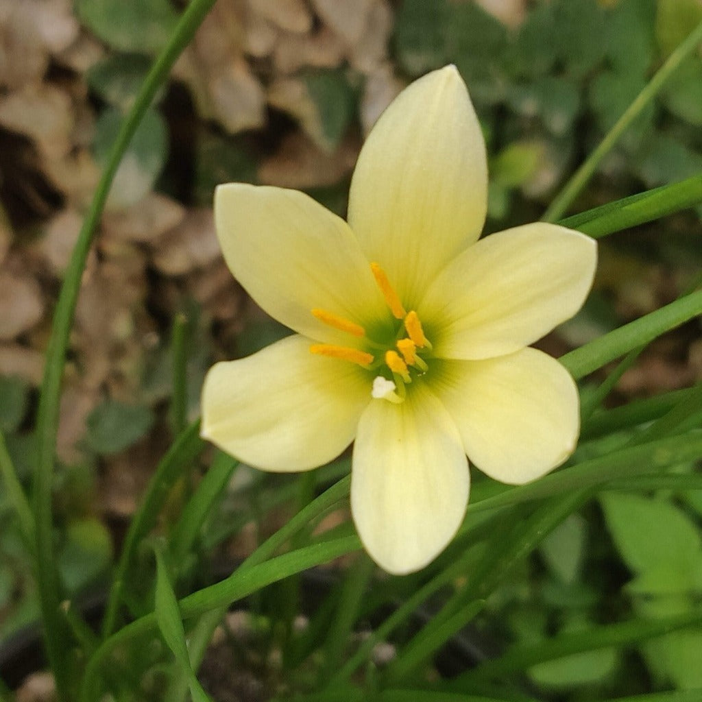 Rain Lily 'Balesh' (Bulbs)-myBageecha