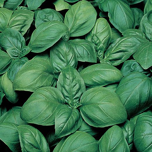Basil Gecom Herb Seeds