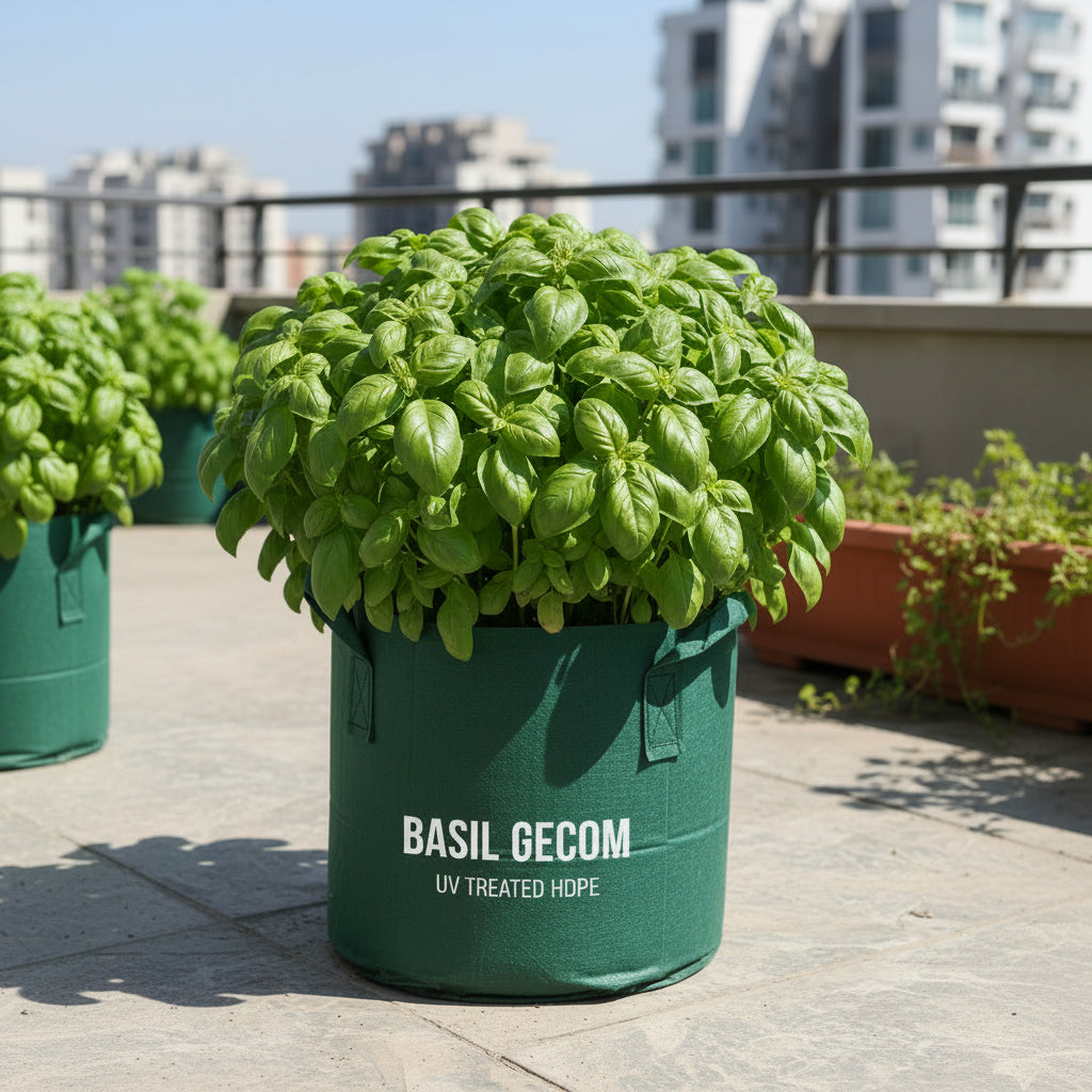 Basil Gecom growing in Grow bag on terrace-myBageecha