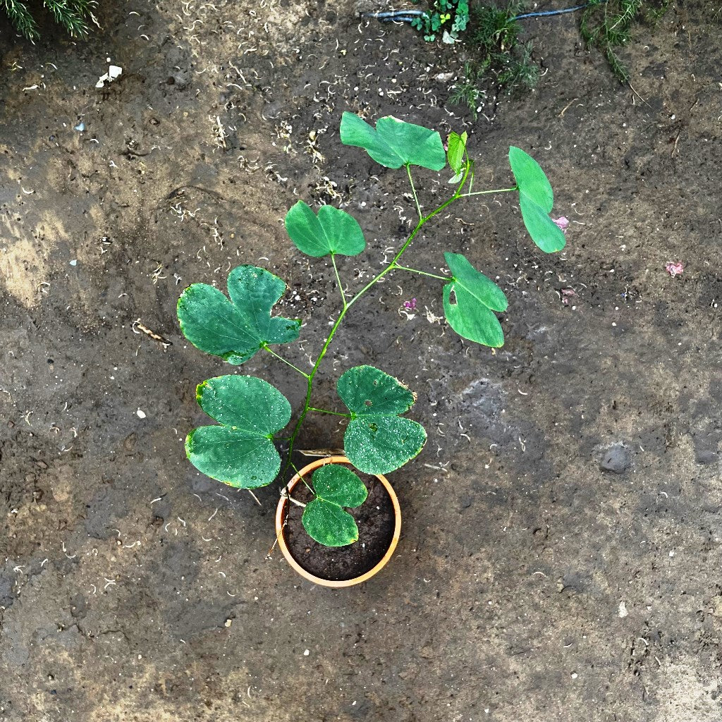 Bauhinia Variegata Kachnar Plant - myBageecha
