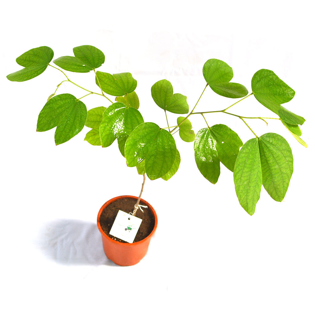 Bauhinia Purpurea Kachnar Plant with pot shown how it is shipped from myBageecha