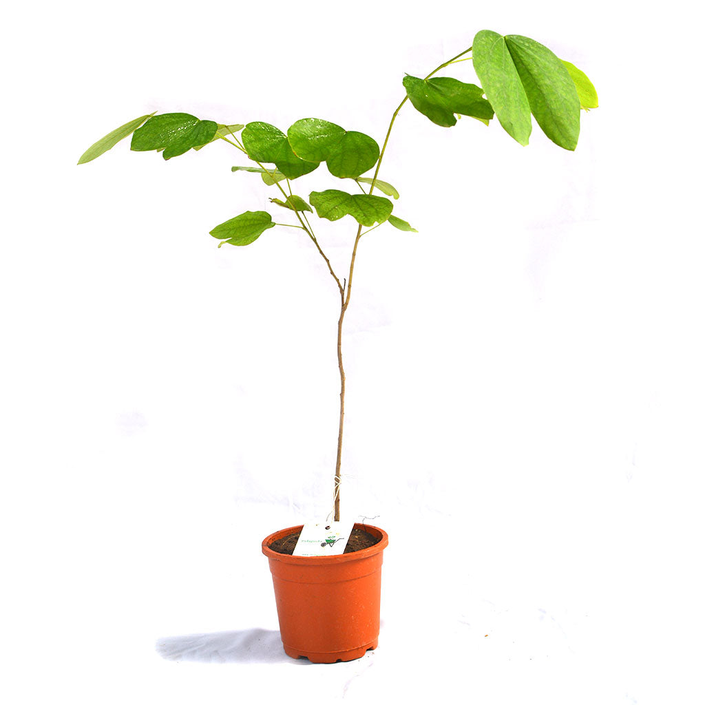 Bauhinia Malabarica Plant - myBageecha