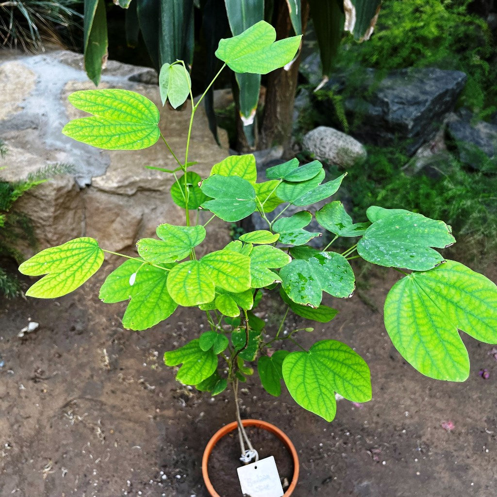 Bauhinia acuminata tree with white orchid-shaped flowers and green leaves