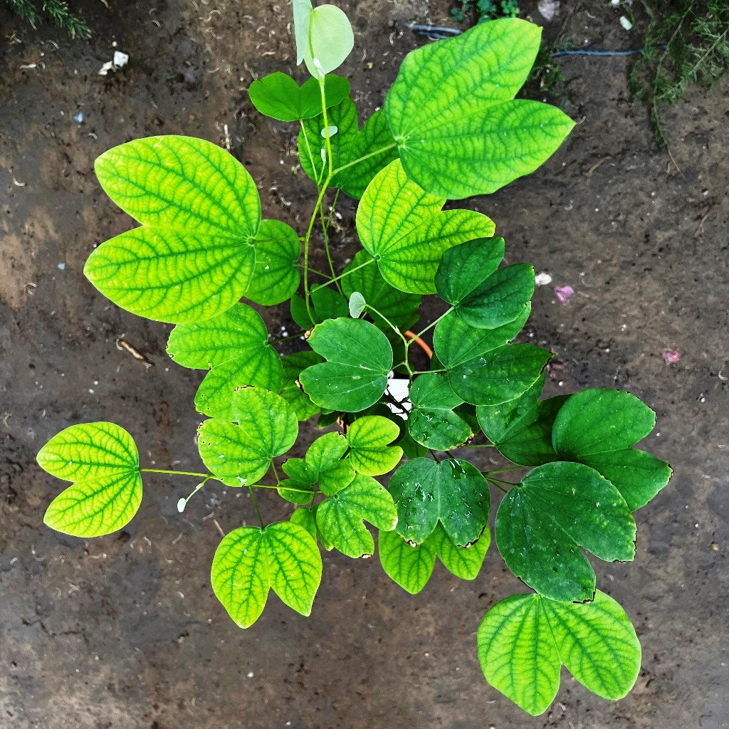 Bauhinia Acuminata Safed Kachnar Plant - myBageecha