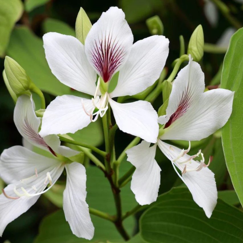 Close-up of Bauhinia purpurea alba flower showing smooth white petals and stamens