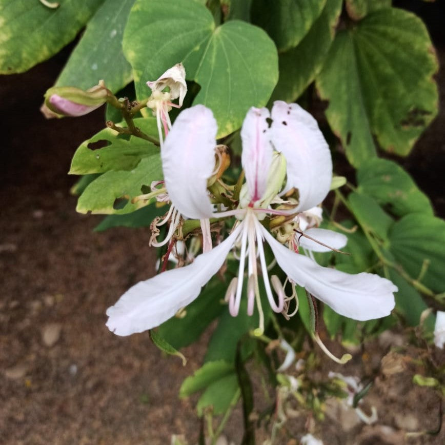 Bauhinia purpurea alba tree with white flowers and green foliage