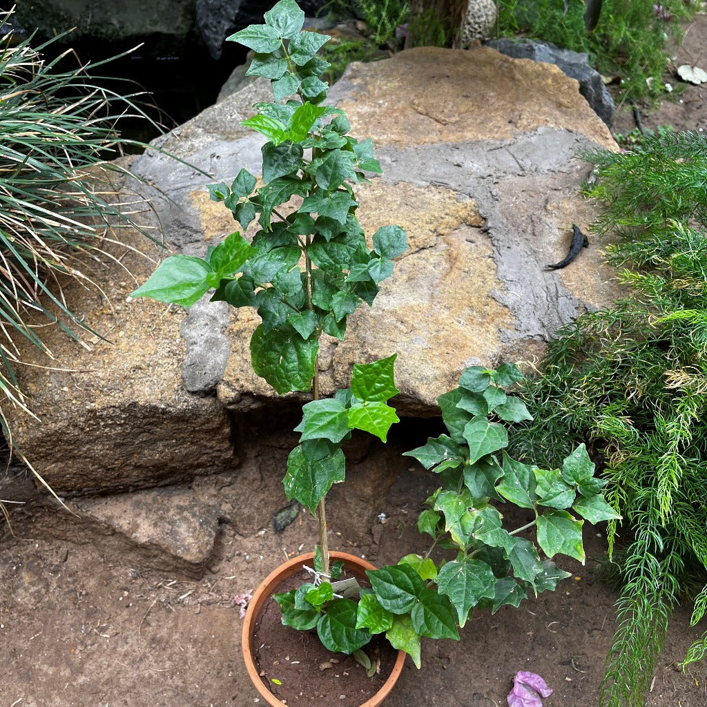 Bengal Trumpet vine-myBageecha