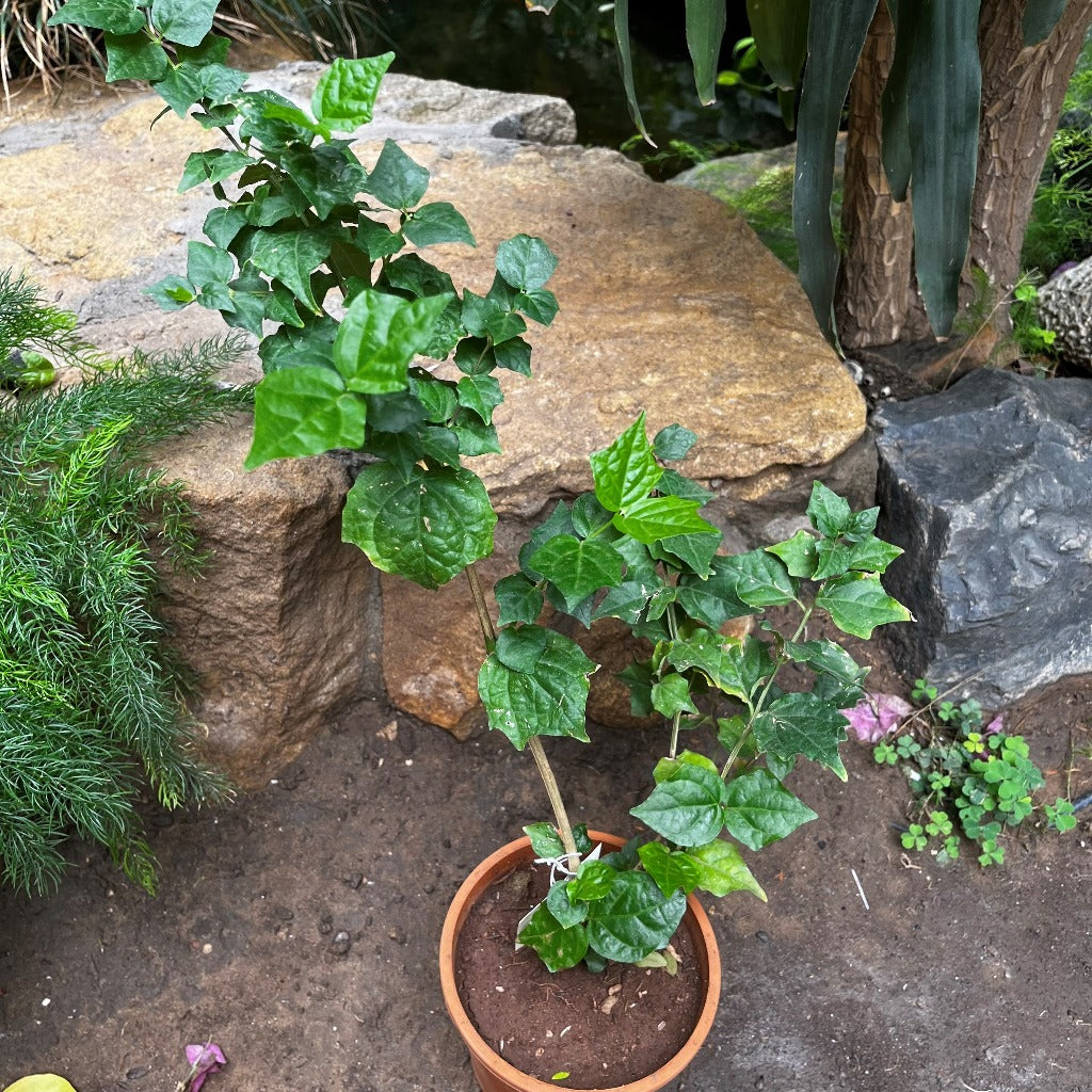 Bengal Trumpet vine-myBageecha