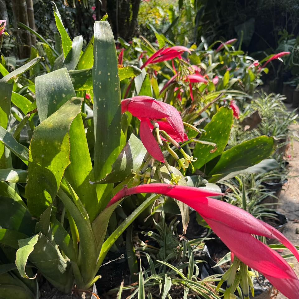 Billbergia zebrina with striped leaves and emerging pink bract by myBageecha