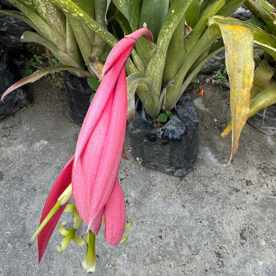 Front view highlighting leaf striping and bloom stem.