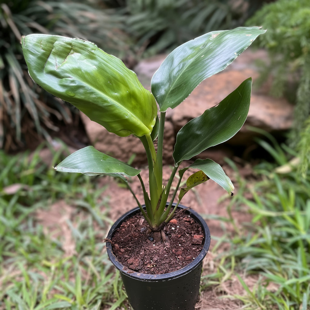 Bird of Paradise - Strelitzia reginae Plant in plastic pot