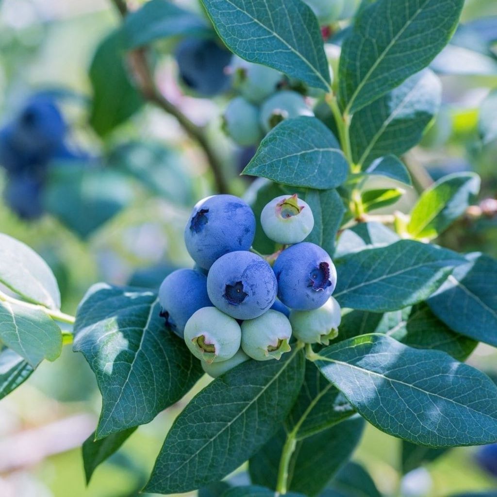 Blueberry Biloxi Tissue Culture Plant-myBageecha