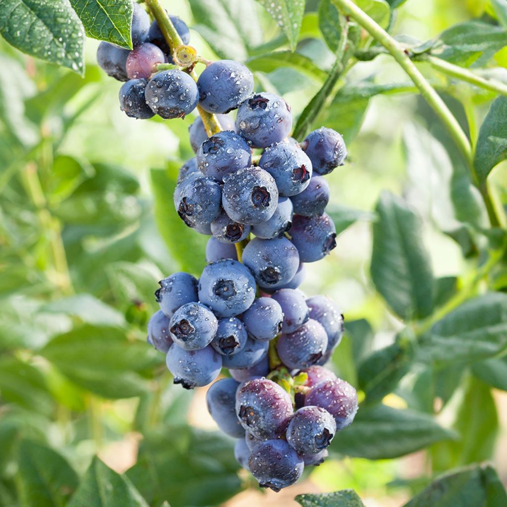 Blueberry Biloxi Tissue Culture Plant-myBageecha