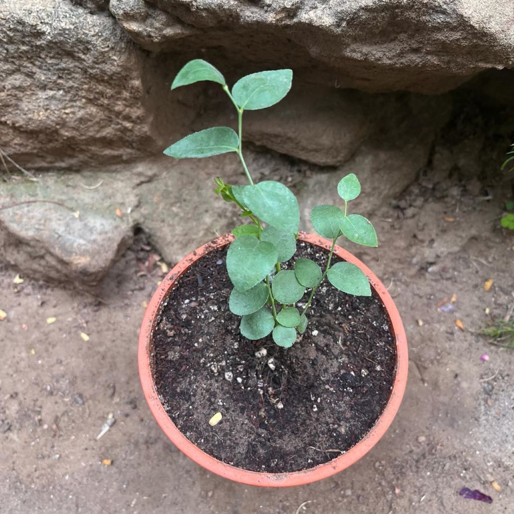 Blueberry Biloxi Tissue Culture Plant-myBageecha