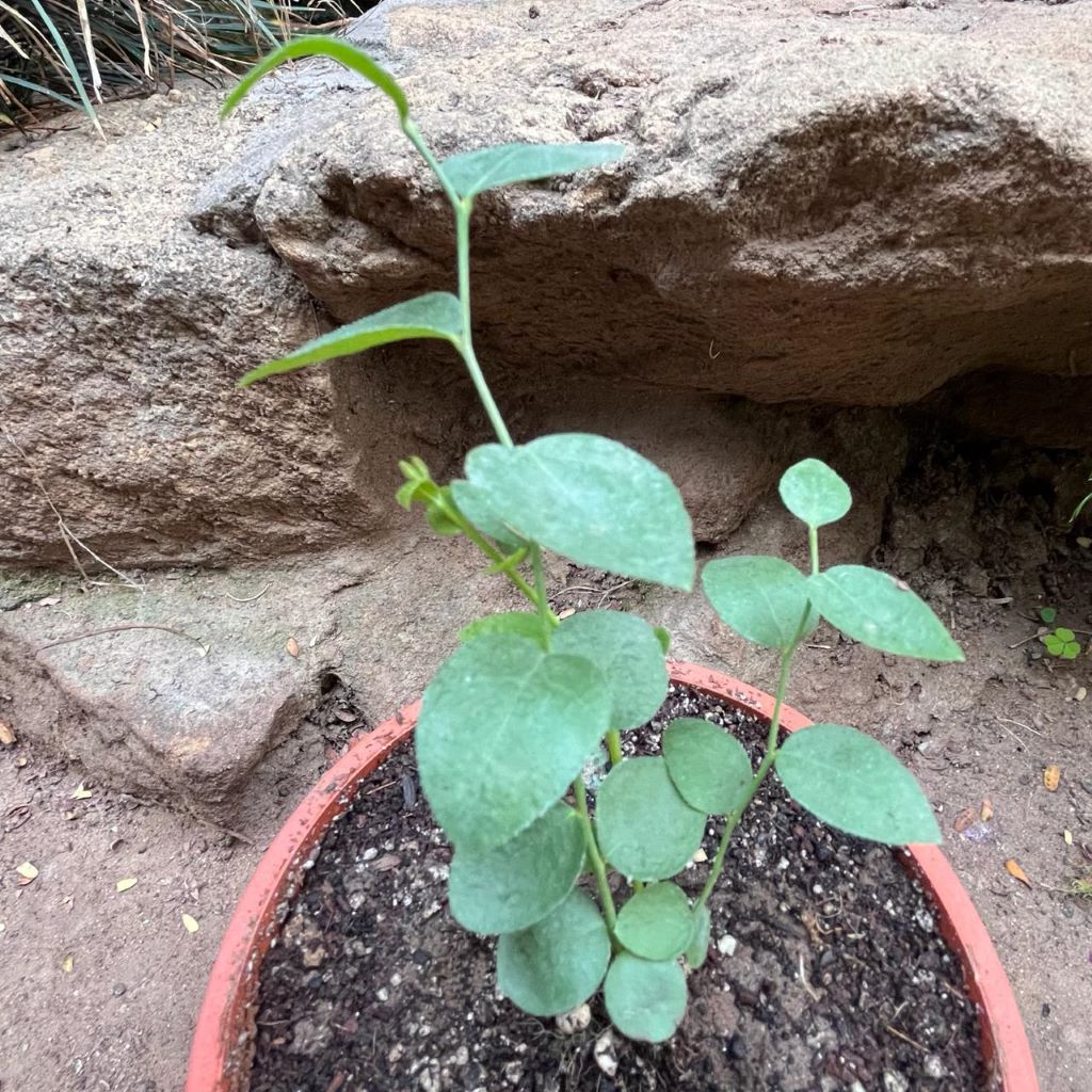 Blueberry Biloxi Tissue Culture Plant-myBageecha