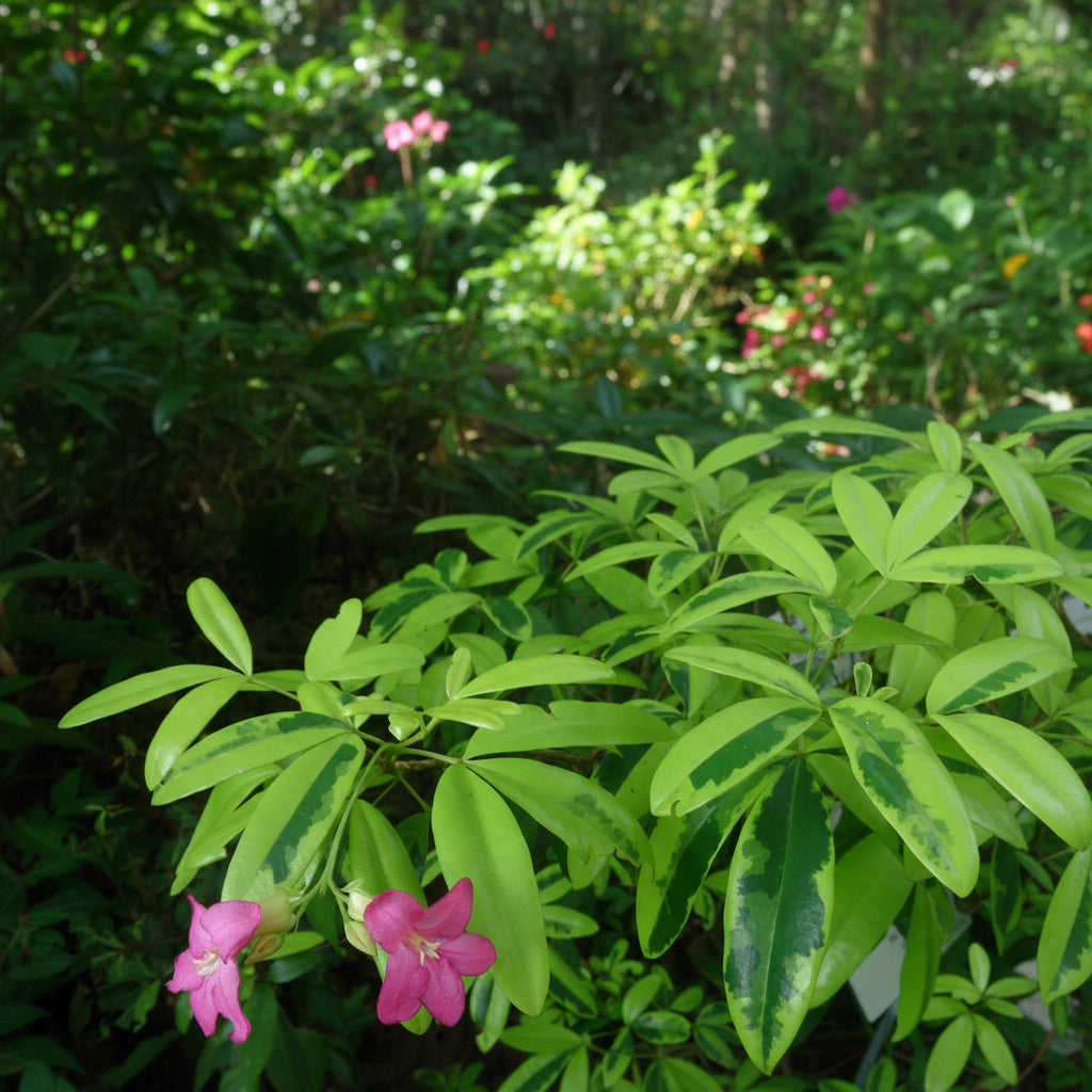 Bonsai Lemonia Spectabilis Varigata plant with bright green leaves and pink flowers